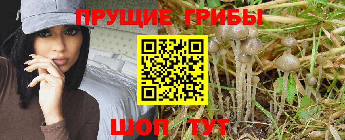 Псилоцибиновые грибы мицелий  Галлюциногенные грибы прущие грибы  Вход с VPN  Нижний Новгород 