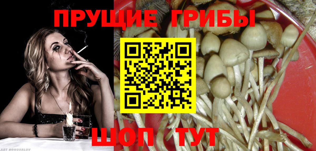 Псилоцибиновые грибы Psilocybine cubensis Нижний Новгород